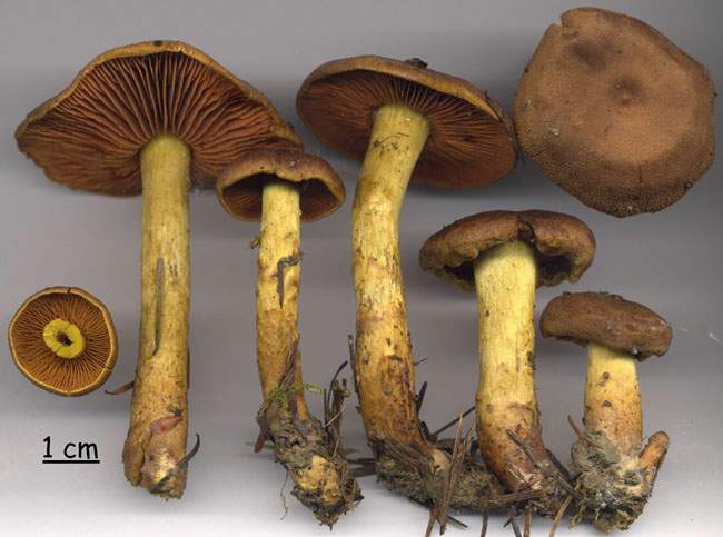 Cortinarius cinnamomeus